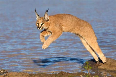 The Enthralling Allure of Caracals: A Captivating Companion in the Heart of Chicago