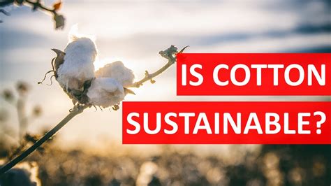 The Environmental Imperative: Organic Cotton's Sustainable Impact