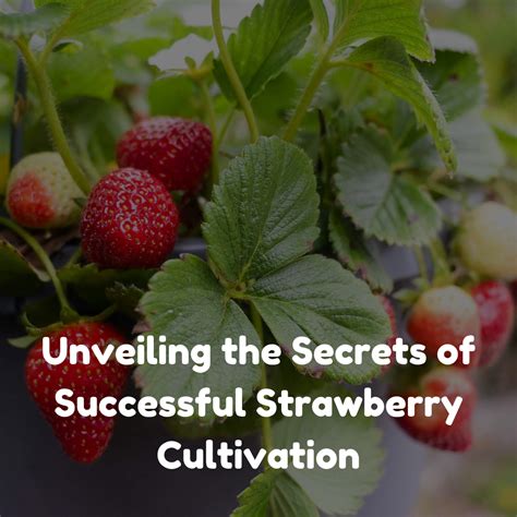 The Epicenter of Strawberry Cultivation