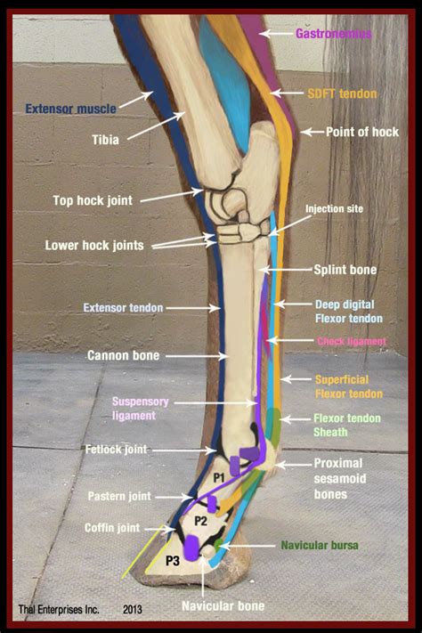 The Equine Leg: A Comprehensive Guide