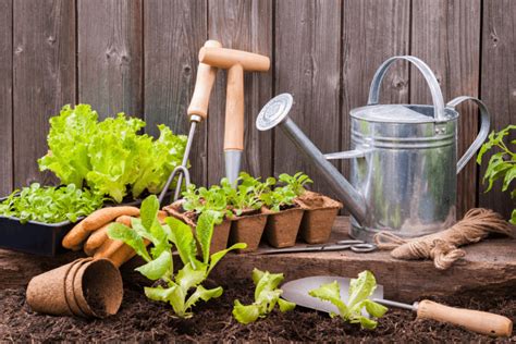 The Essential Garden Tools, Techniques, and Tips for a Successful Garden Doc