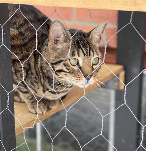 The Essential Guide to Balcony Catios: Providing a Safe and Stimulating Outdoor Oasis for Your Feline Friend