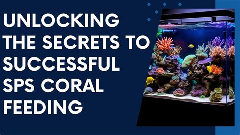 The Essential Guide to Coral Football: Unlocking the Secrets of an Enchanting Marine Sport