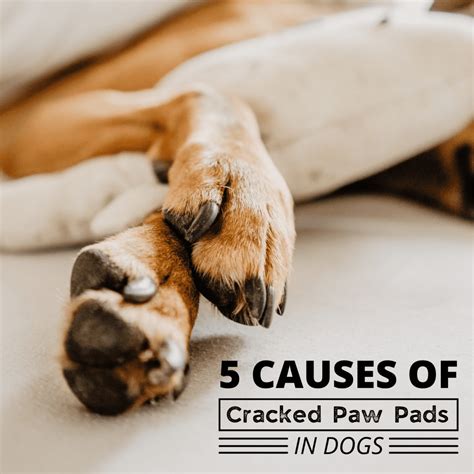 The Essential Guide to Cut Paw Pads in Dogs: Prevention, Treatment, and Recovery