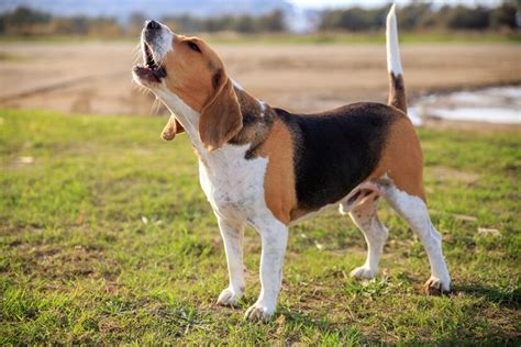 The Essential Guide to Dachie Beagle Dogs: A Comprehensive Breed Profile