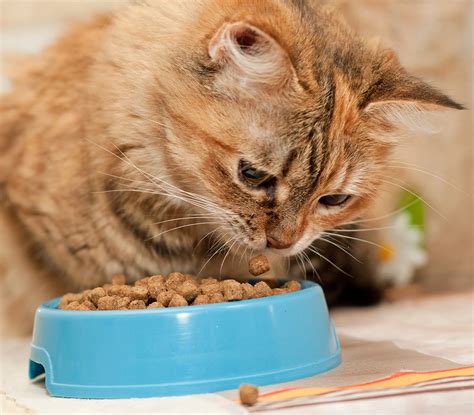 The Essential Guide to Diabetic Cat Food: Empowering You to Care for Your Feline Companion