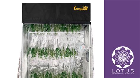 The Essential Guide to Drying Tents for Herbs