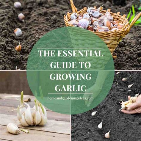 The Essential Guide to Feeding Your Garlic for Optimal Growth