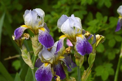 The Essential Guide to Fertilizing Iris for Spectacular Bloom Performance