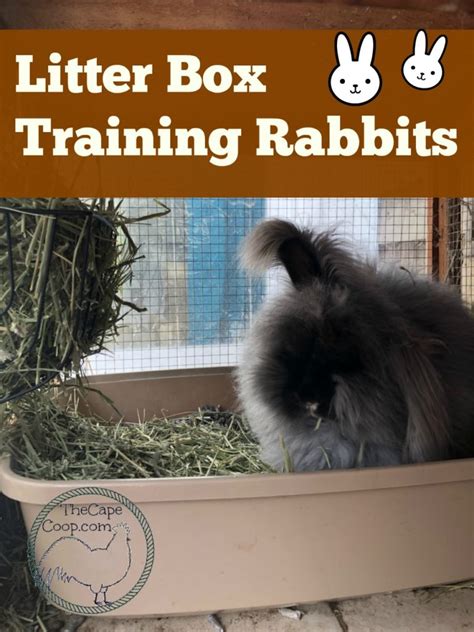 The Essential Guide to Rabbit Litter Box Training: Everything You Need to Know