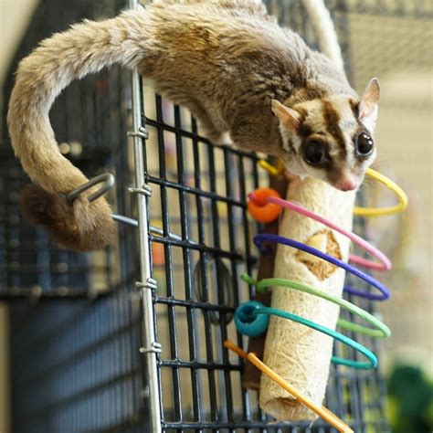 The Essential Guide to Sugar Glider Toys: Providing Enrichment and Bonding Opportunities