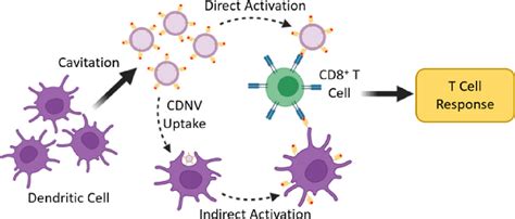 The Essential Guide to Understanding Chaser T Cells: Key Insights and Practical Applications