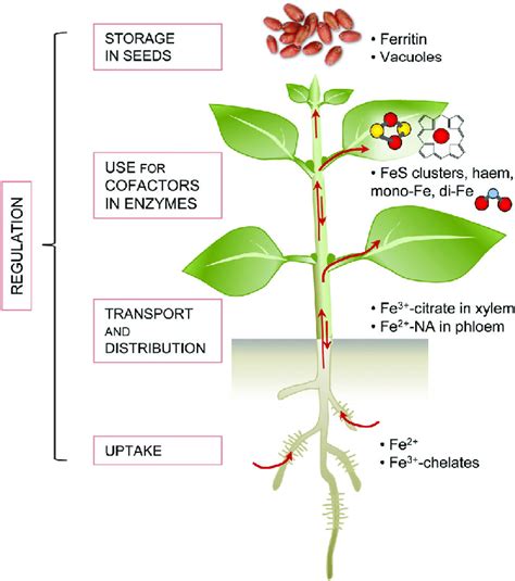 The Essential Role of Iron in Plant Health