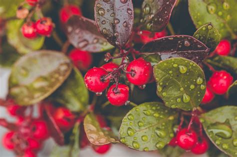 The Evergreen Essence: Unlocking Wintergreen's Healing Power