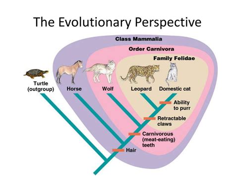 The Evolutionary Perspective: