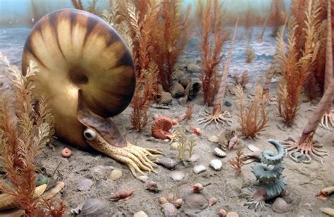 The Extraordinary Ammonites: Masters of the Ancient Seas