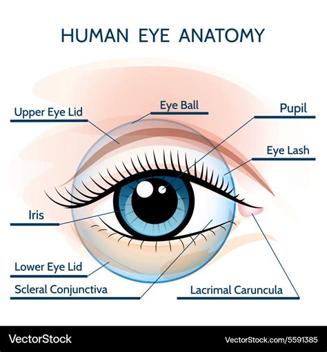 The Eye's Anatomy