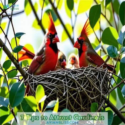 The Fabric of Curiosities: Unraveling Cardinals' Payment Strategies