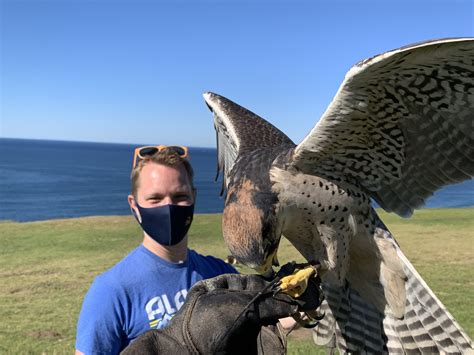 The Falcon Shop: A Sanctuary for Falcons and Falconers