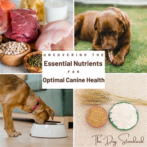 The Farmer's Dog: Fueling Optimal Health for Canine Companions by 2025