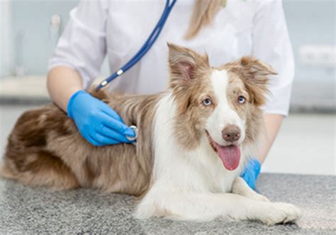 The Farmer's Dog and pet health check-ups