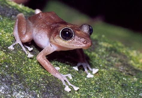 The Fascinating World of Coki: Puerto Rico's Tiny Frog with a Mighty Coqui