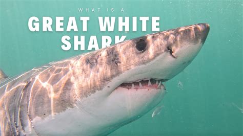 The Fascinating World of the Great White Shark: A Comprehensive Guide