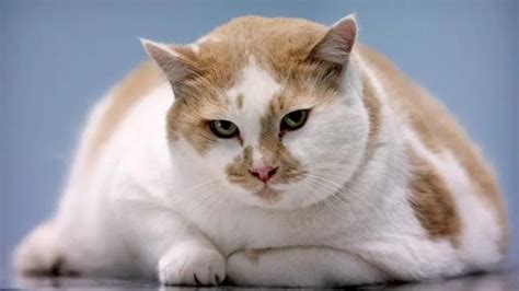 The Fattest Pussies: A Comprehensive Guide to Feline Obesity