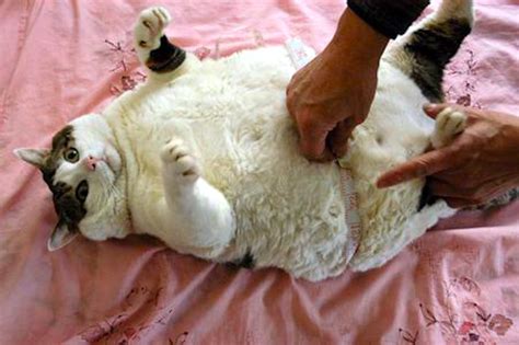 The Fattest Pussies: A Comprehensive Guide to Understanding and Caring for Obese Cats