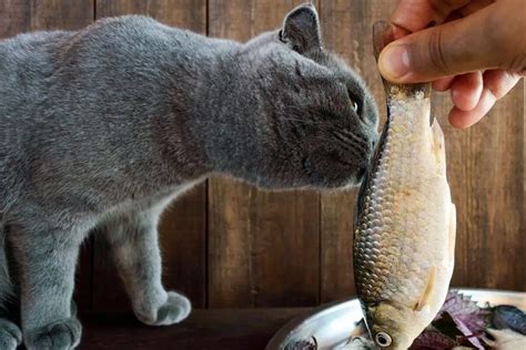 The Feline Diet: Can Cats Eat Fish?