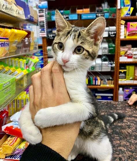 The Feline Guardians of New York's Bodegas: An Ode to Bodega Cats