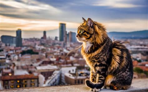 The Feline-Friendly City