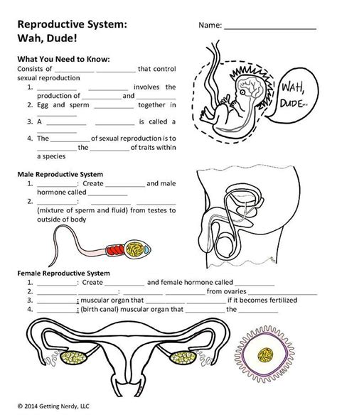 The Female Reproductive System Answers Instructional Fair Doc