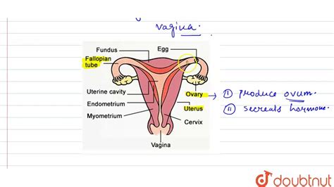 The Female Reproductive System Se 9 Answers Reader