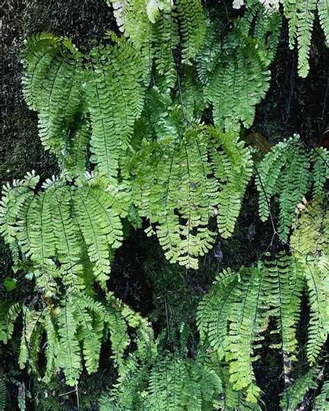 The Fern: A Symbol of Resilience and Grace