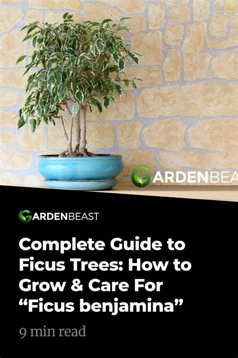 The Ficus Benjamina: A Comprehensive Guide to Care and Cultivation