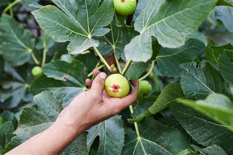 The Fig Tree & The Bell Chaos Reader