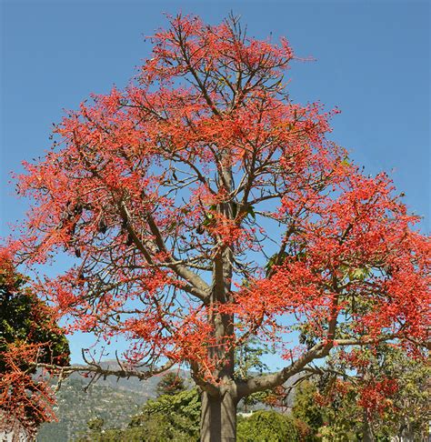 The Flame Tree