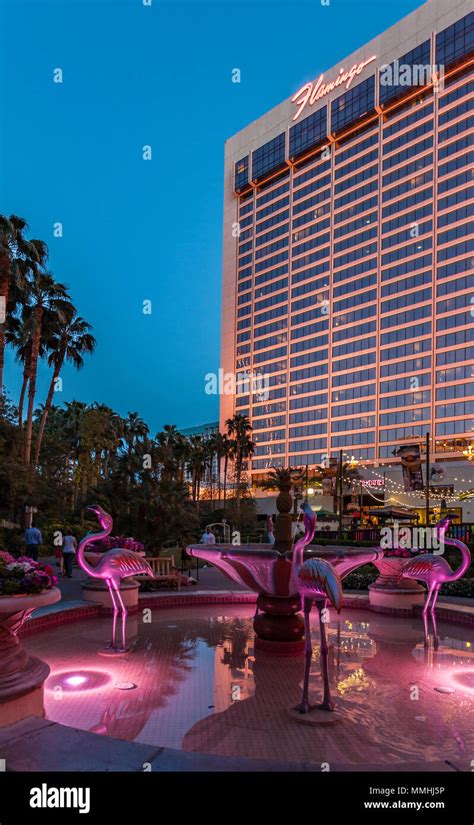 The Flamingo Hotel: A Flamingo Paradise