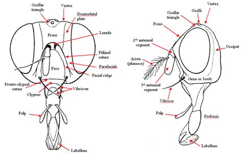 The Fly Head: A Comprehensive Guide to Its Structure, Function, and Significance