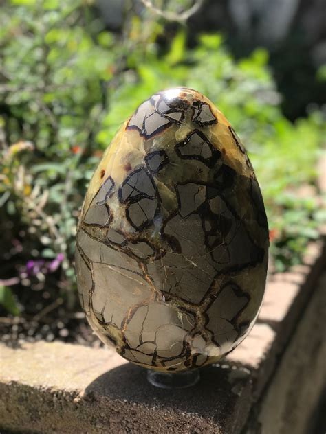 The Formation of Septarian Eggs