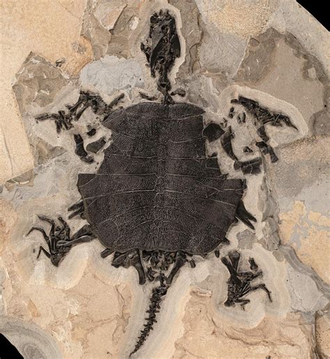 The Formation of a Petrified Turtle