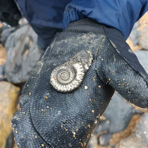 The Fossils in Our Past: A Witness to Life's Epic Journey