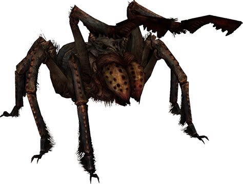 The Frostbite Spider: A Cryptic Killer with Venomous Potential