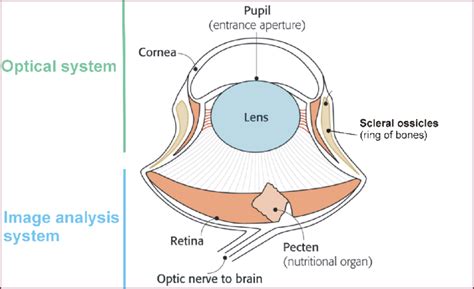 The Functional Imperative: A Bird's-Eye View of Essential Needs