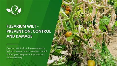 The Fusarium Menace: A Comprehensive Guide to Understanding and CombatingFusarium Wilt