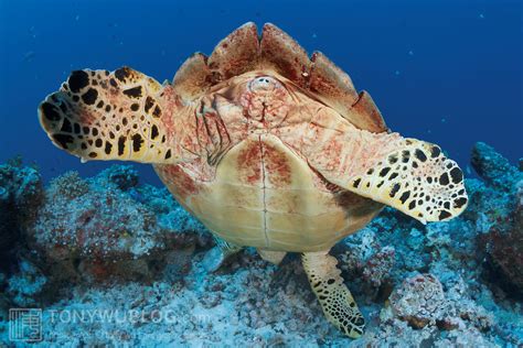 The Future of Hawksbill Turtles in Palau: A Comprehensive Analysis