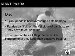 The Gassy Panda: Understanding and Managing Digestive Distress in Giant Pandas