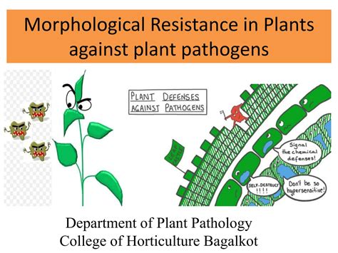 The Gene TAN NLB: A Critical Guardian Against Plant Pathogens