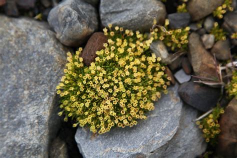 The Genesis of Antarctic Blossoms